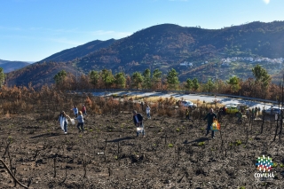 Sementeira de centeio