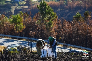 Sementeira de centeio