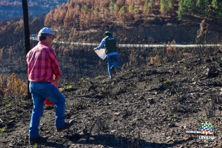 Sementeira de centeio