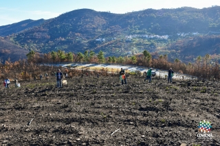 Sementeira de centeio