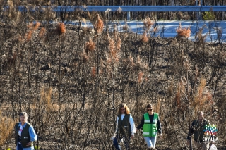Sementeira de centeio
